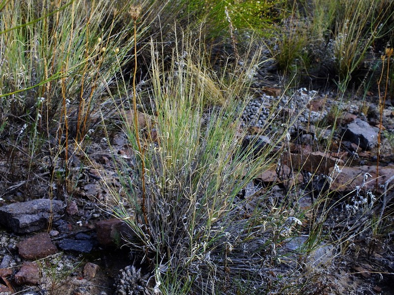 Aristida mendocina photo 2