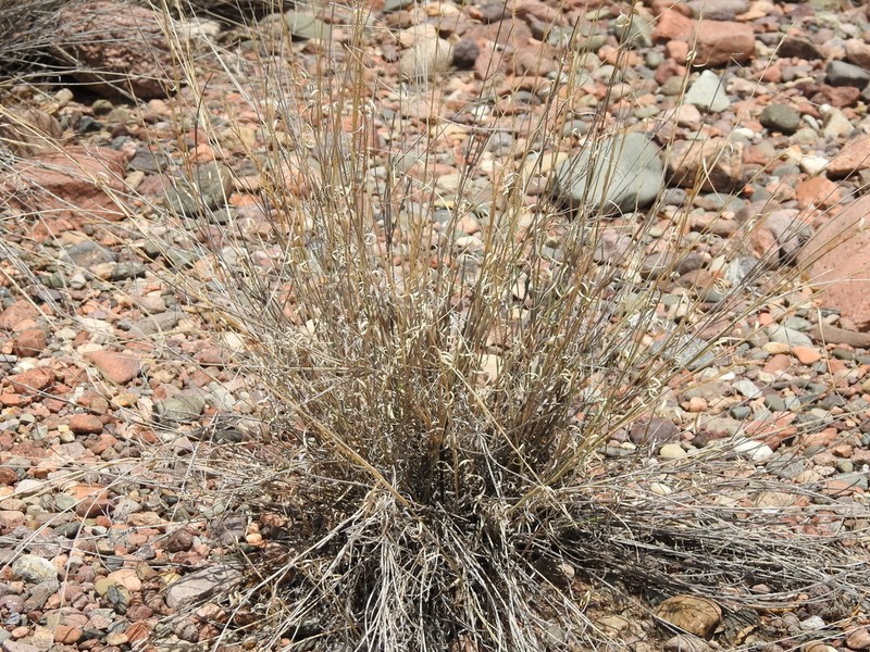 Aristida mendocina photo 3