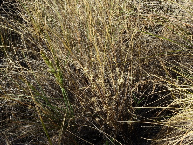 Aristida mendocina photo 4