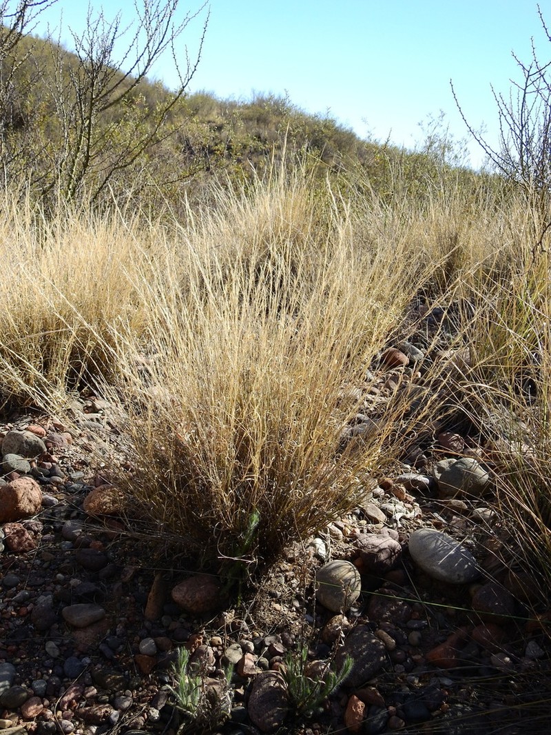 Aristida mendocina photo 5