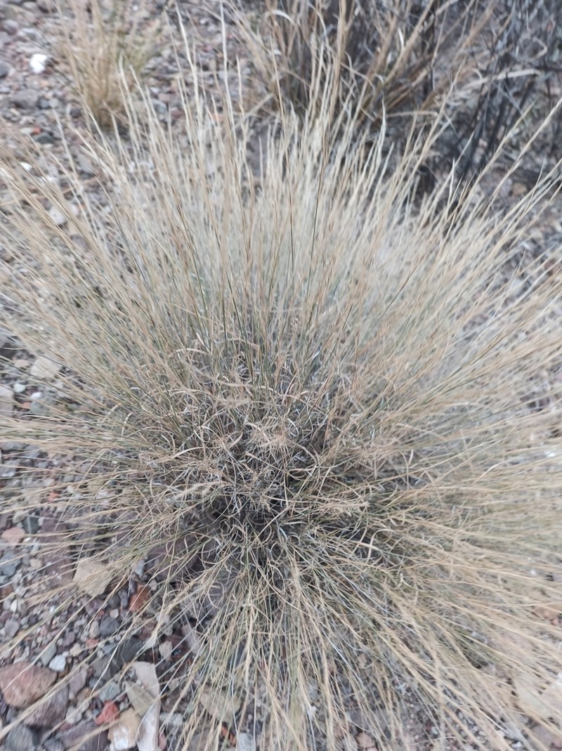 Aristida mendocina photo 6