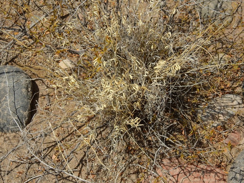 Aristida mendocina photo 7