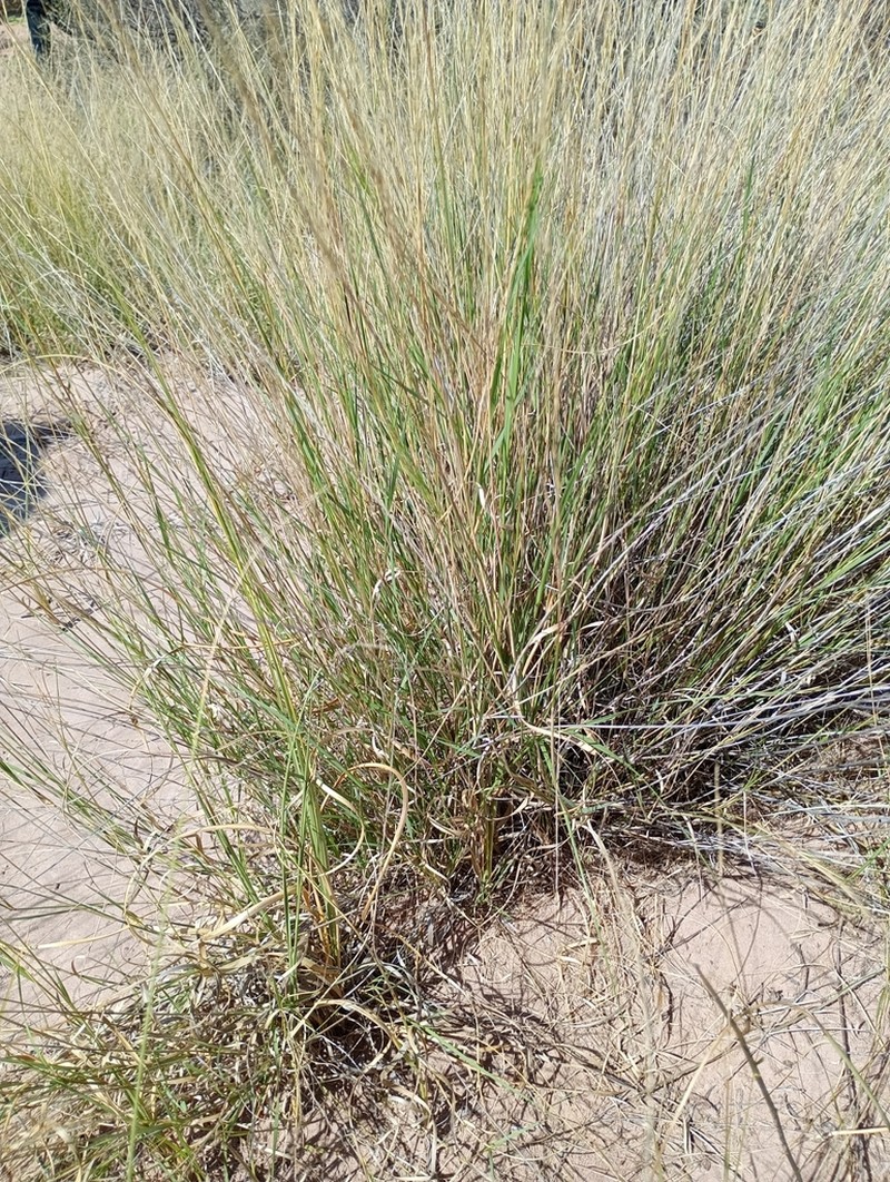 Aristida mendocina photo 8