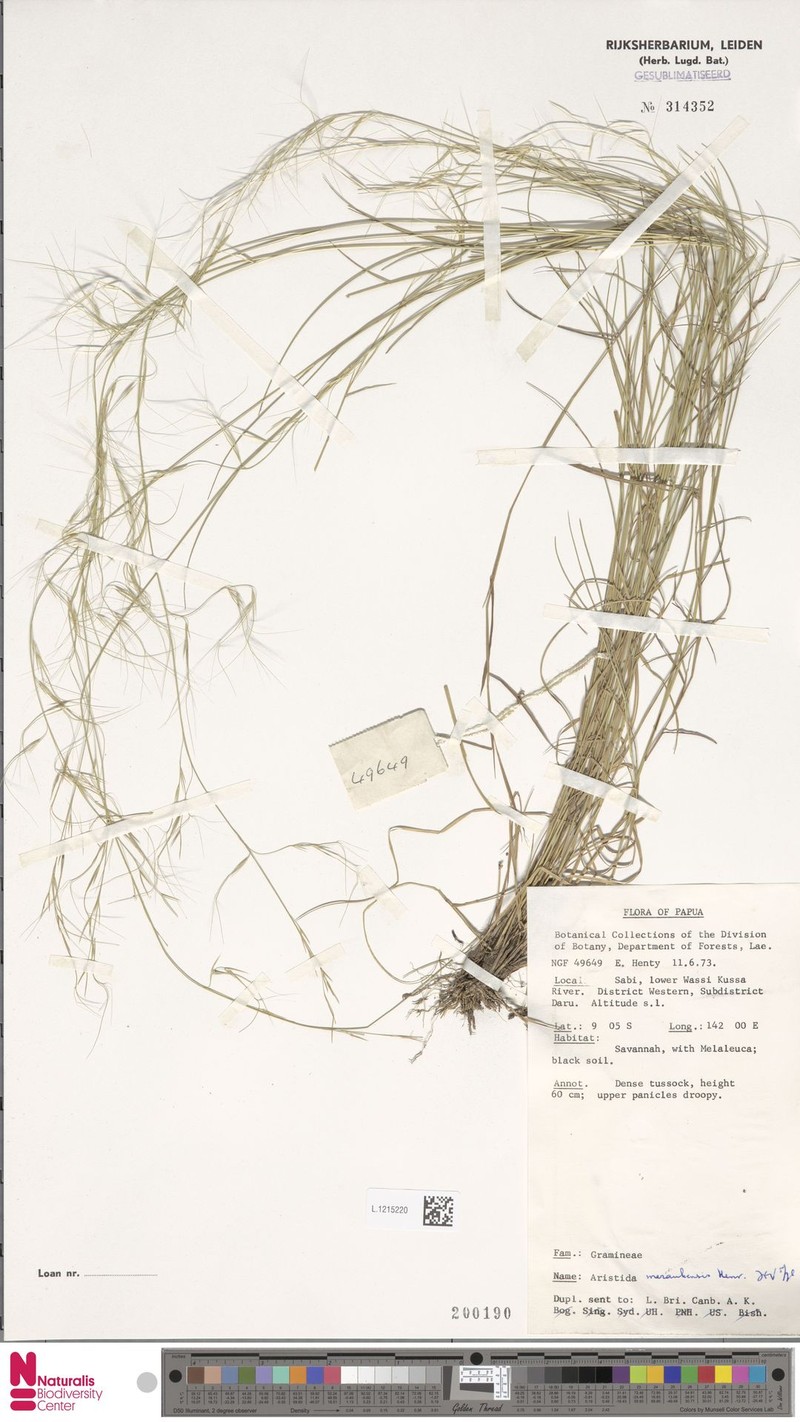 Aristida meraukensis