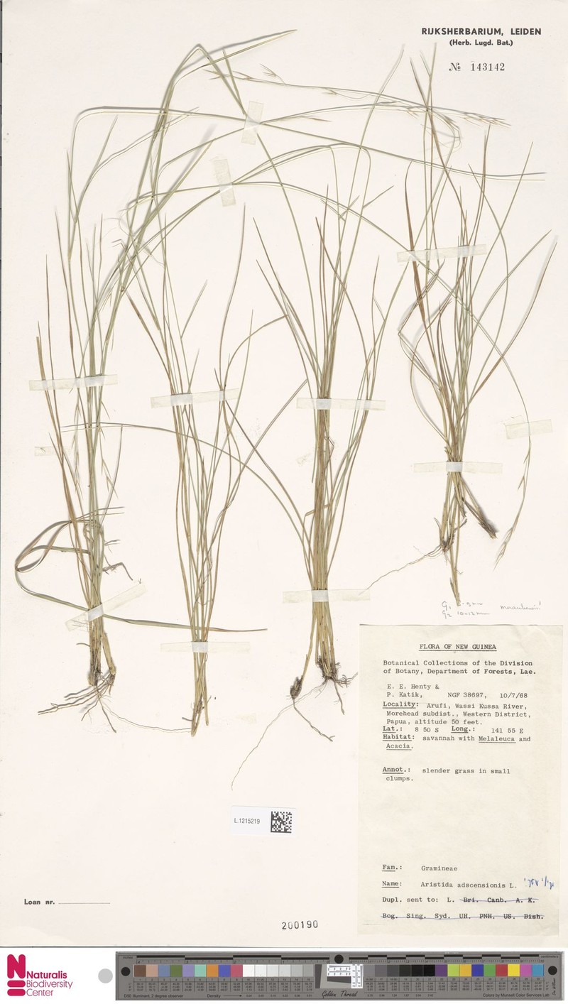 Aristida meraukensis photo 2