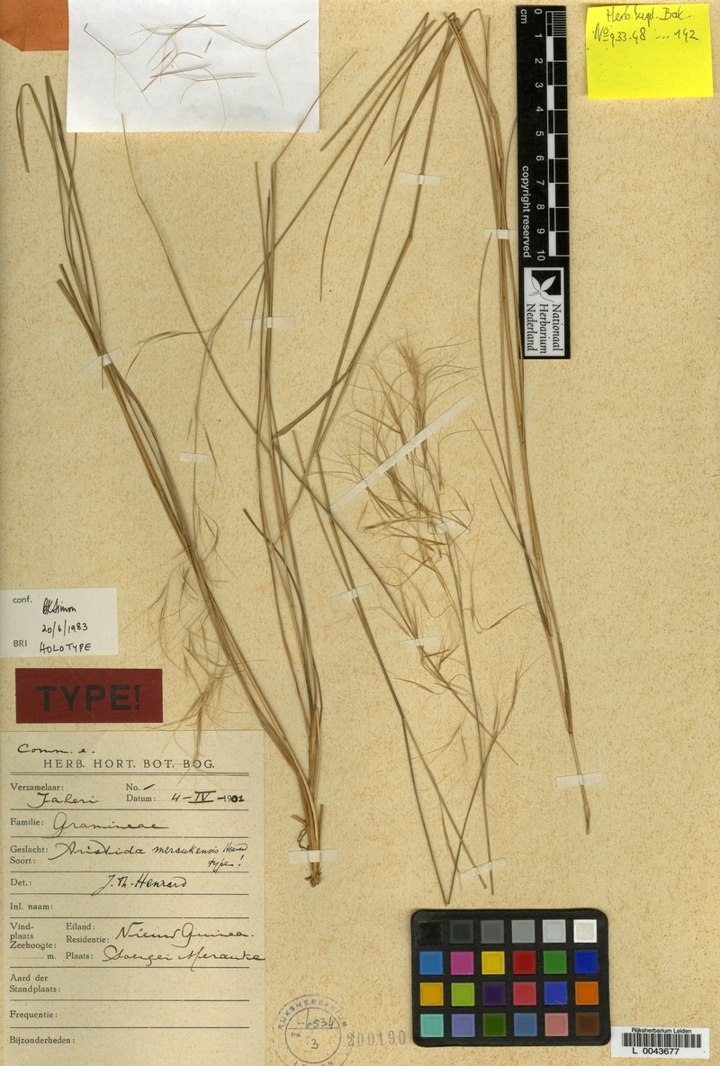 Aristida meraukensis photo 3