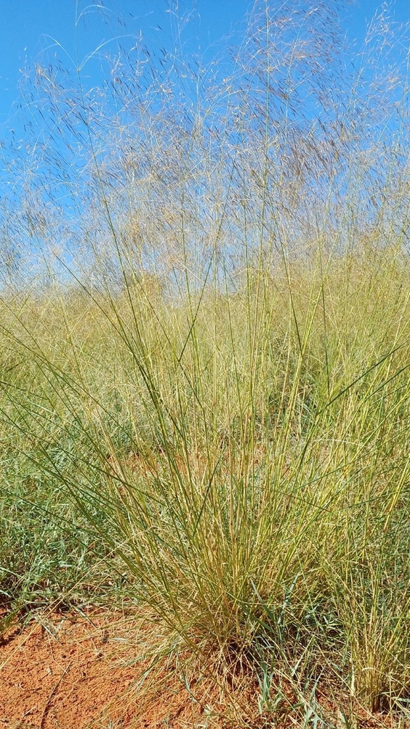 Aristida meridionalis