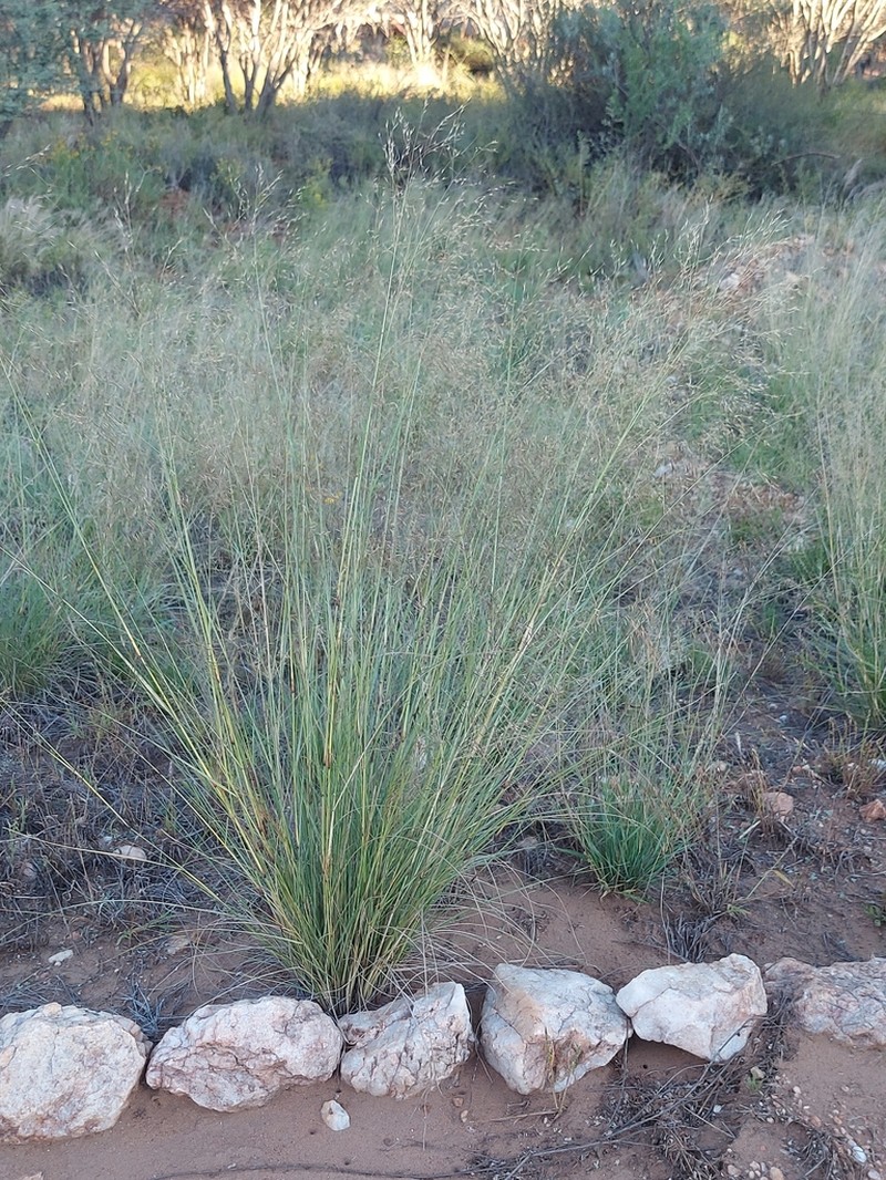 Aristida meridionalis photo 2