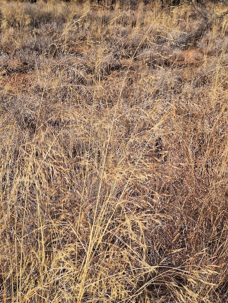 Aristida meridionalis photo 4