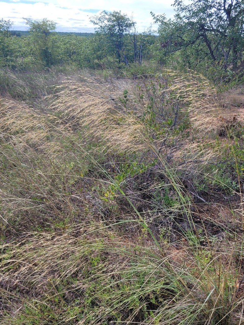 Aristida meridionalis photo 5
