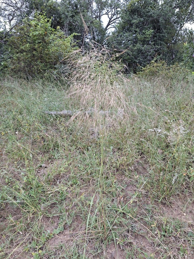 Aristida meridionalis photo 6