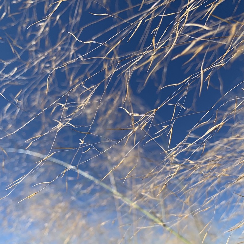 Aristida meridionalis photo 7
