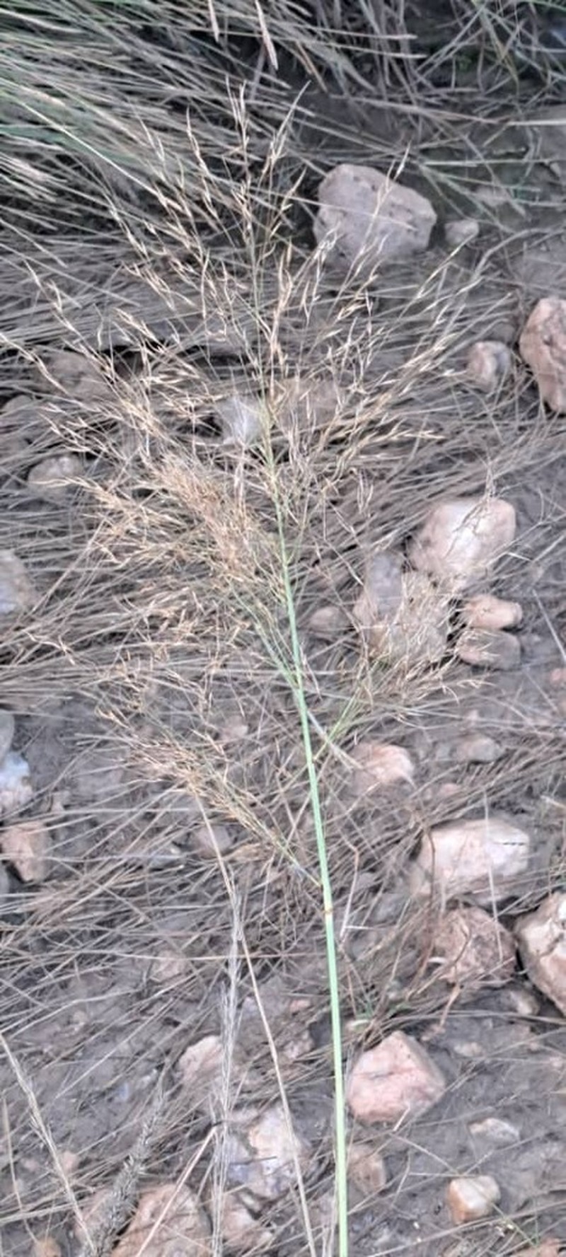 Aristida meridionalis photo 8