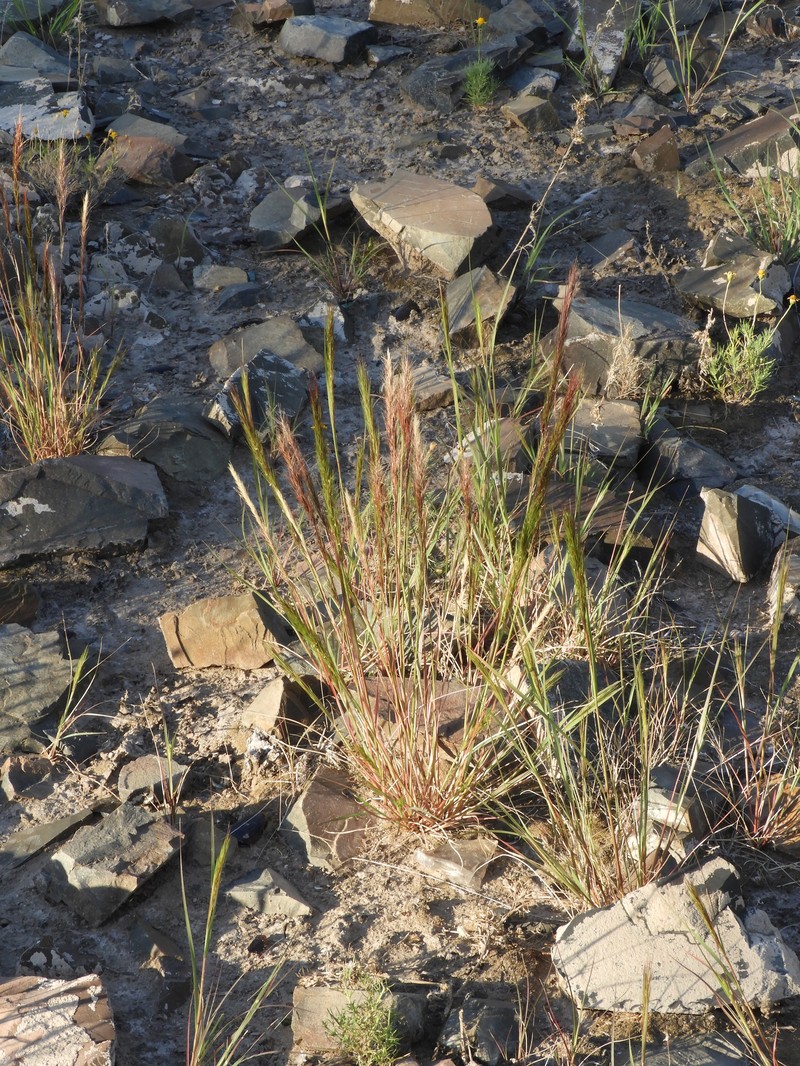 Aristida minutiflora photo 2