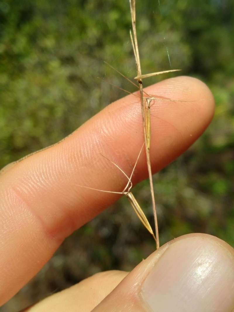 Mohr's Threeawn photo 3