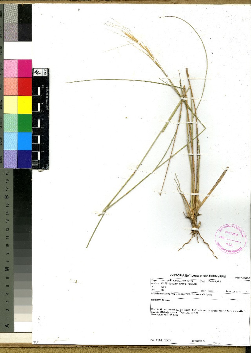 Aristida mollissima