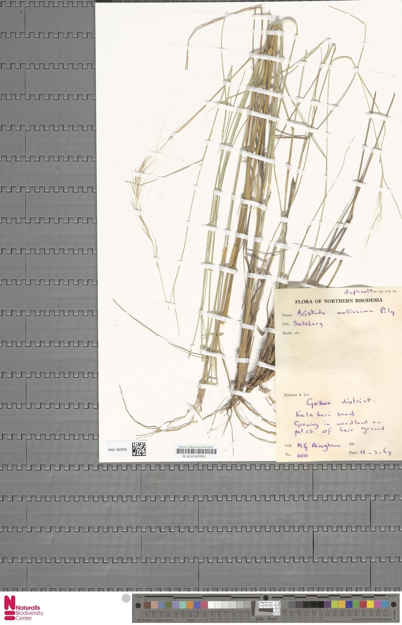 Aristida mollissima photo 2