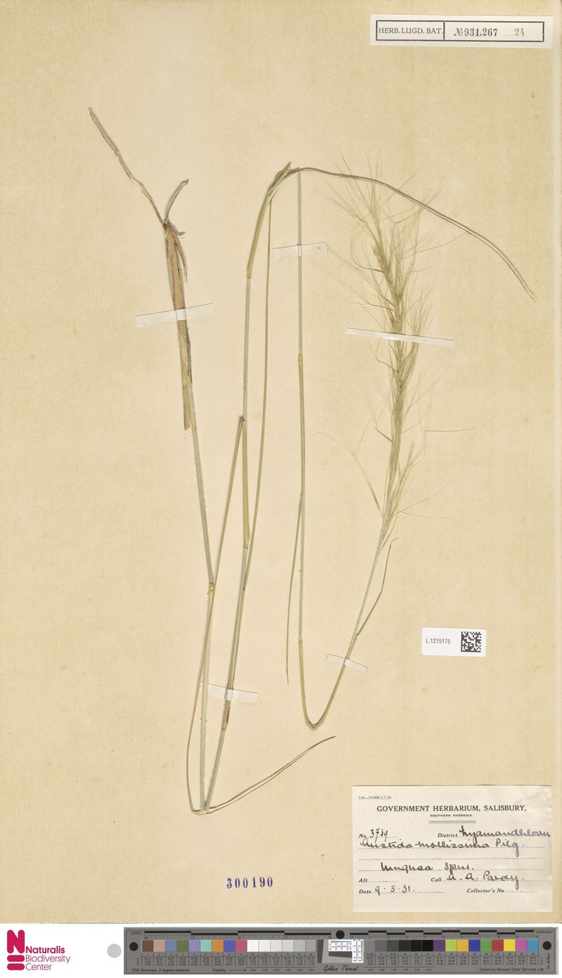 Aristida mollissima photo 3