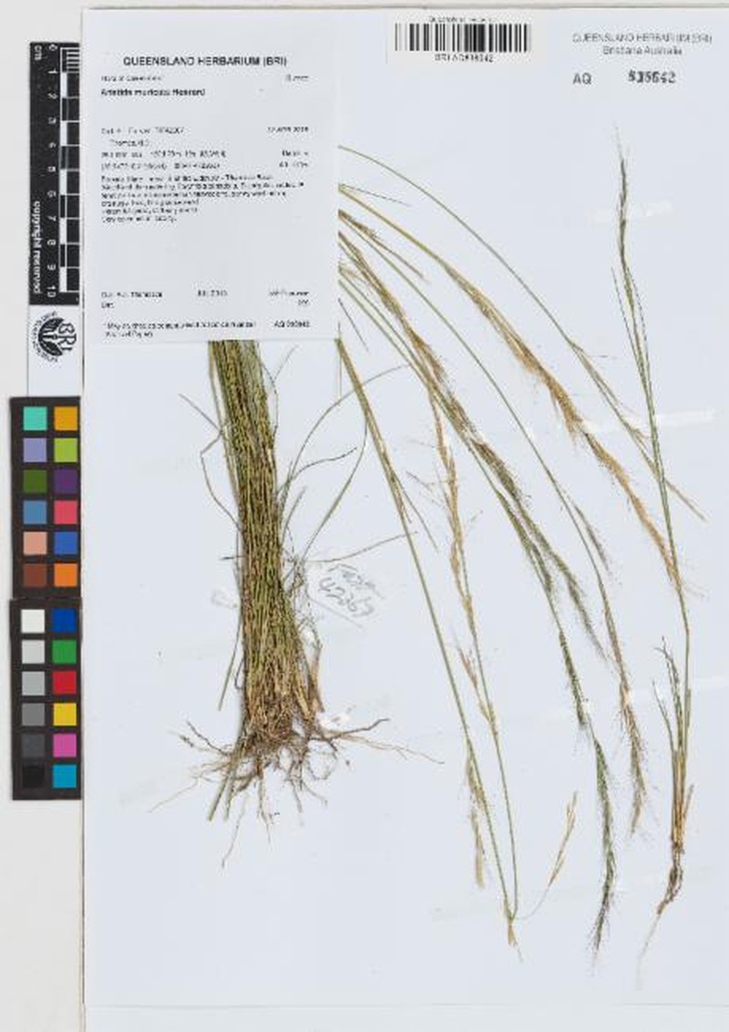 Aristida muricata