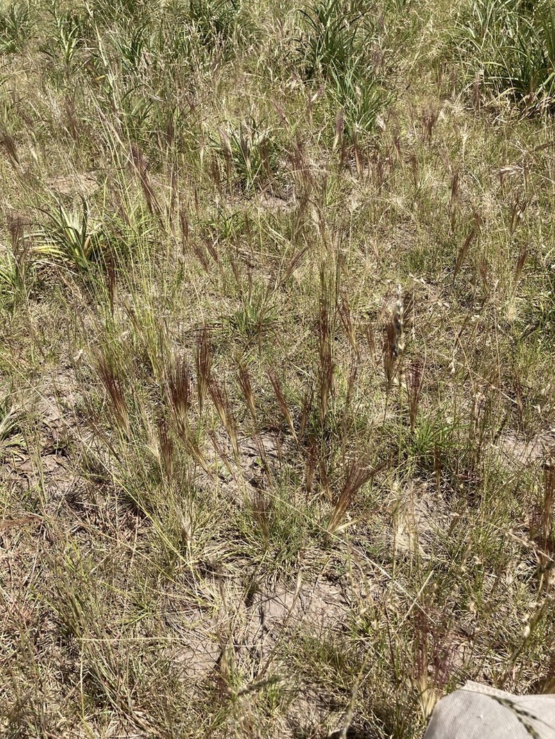 Aristida murina