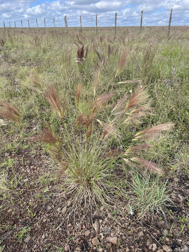 Aristida murina photo 3