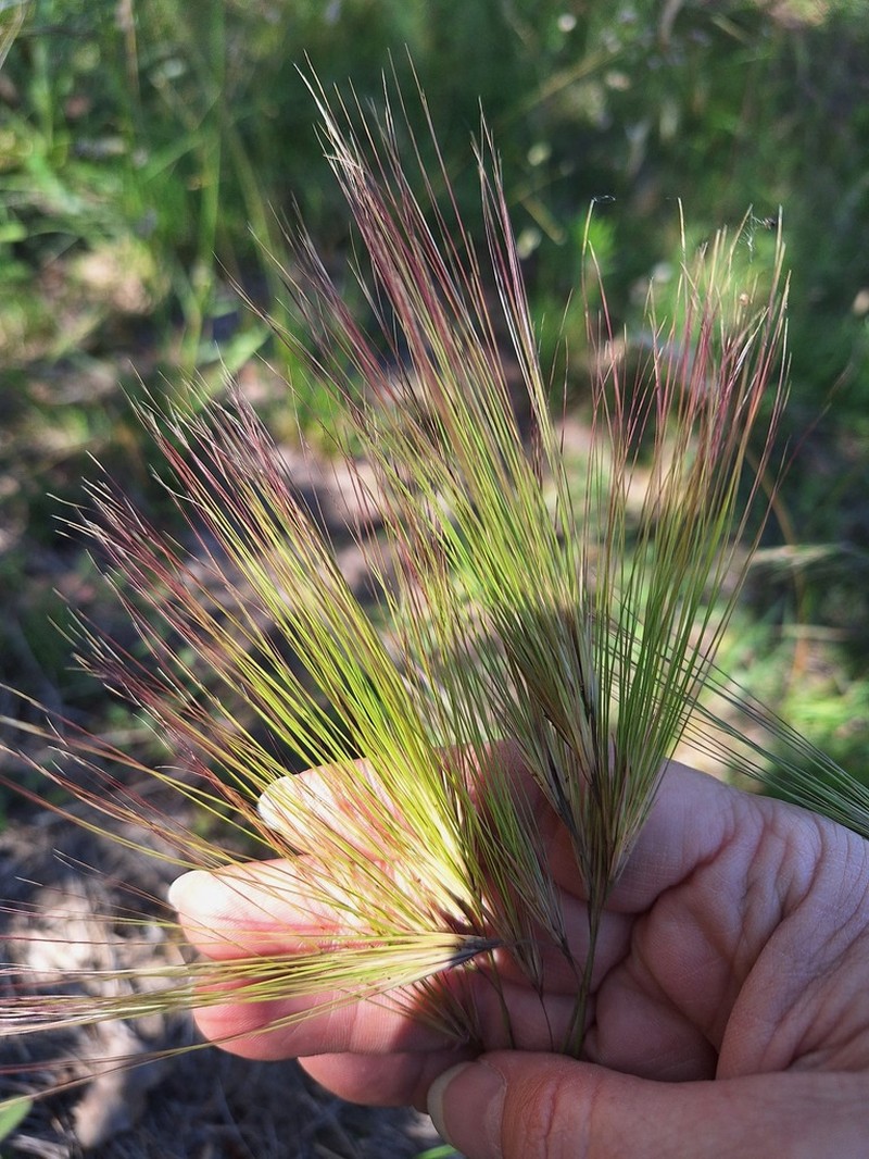 Aristida murina photo 4