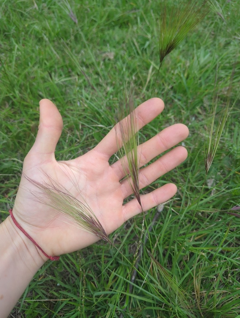 Aristida murina photo 5