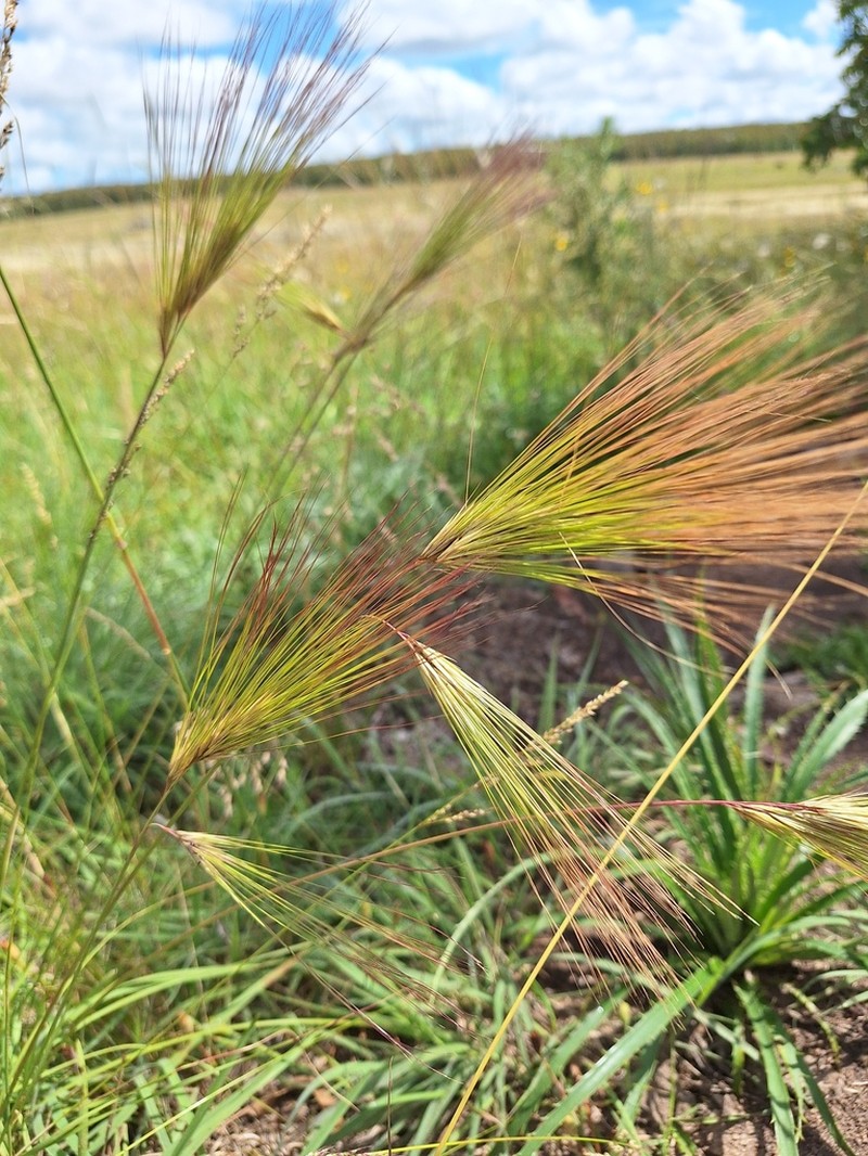Aristida murina photo 6