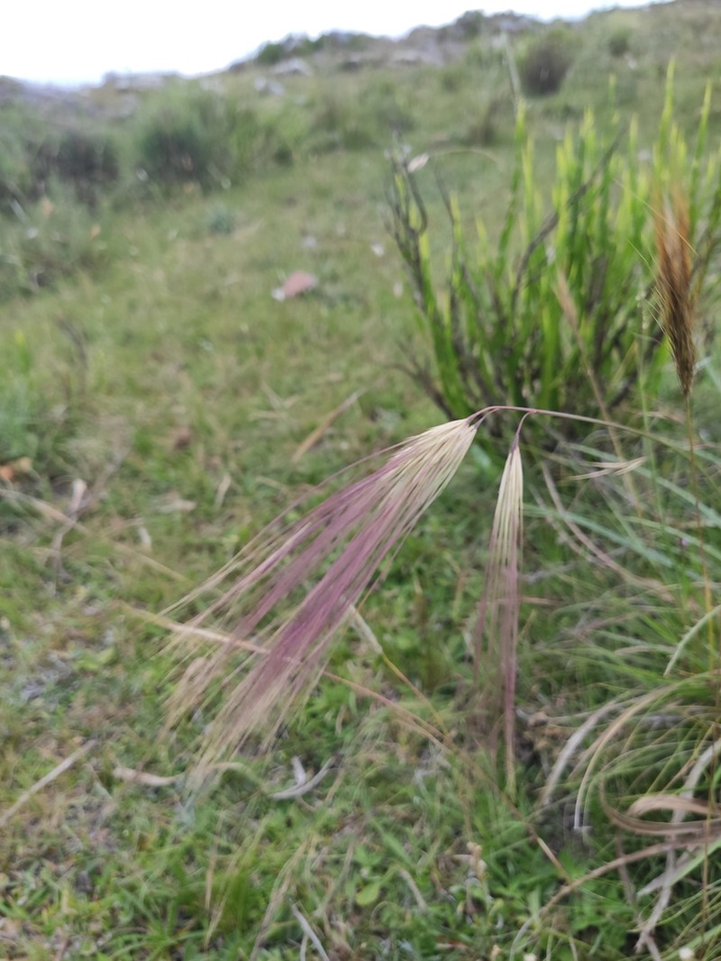 Aristida murina photo 7