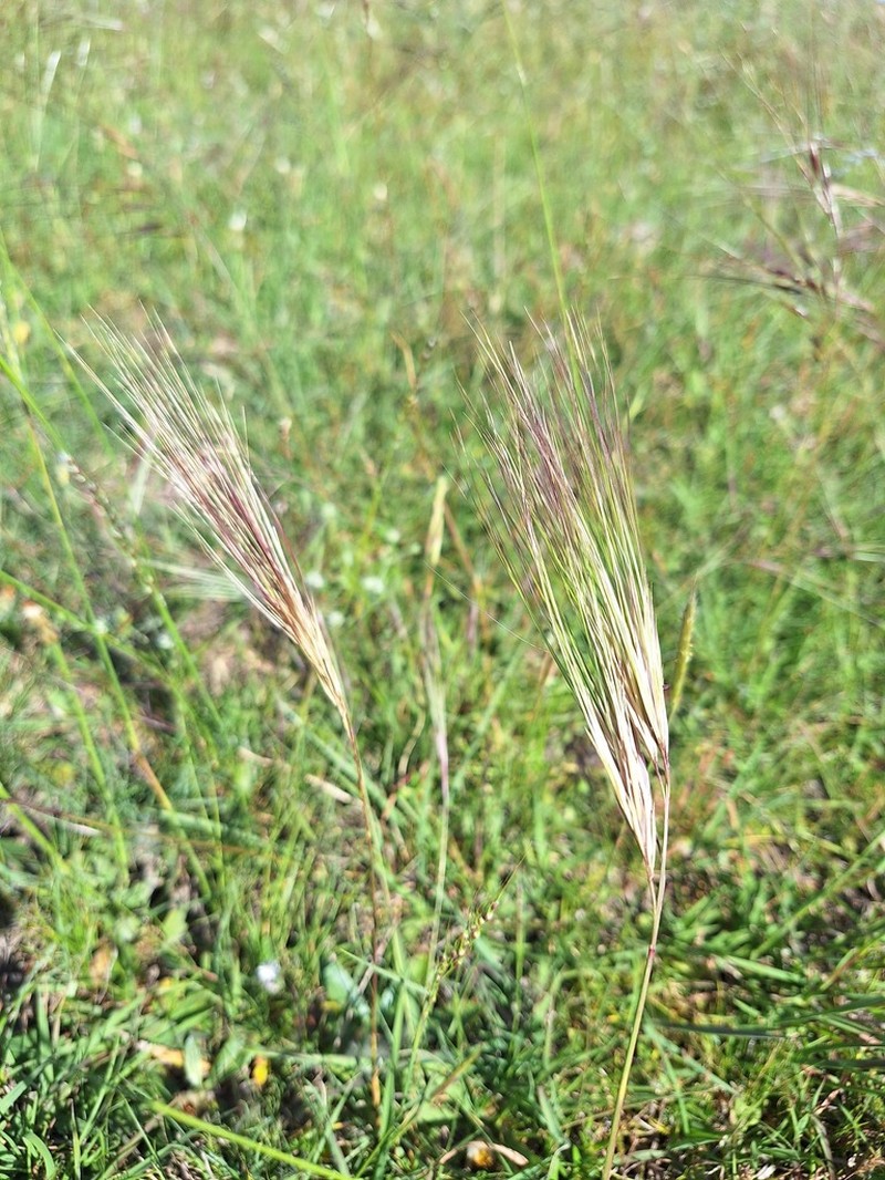 Aristida murina photo 8