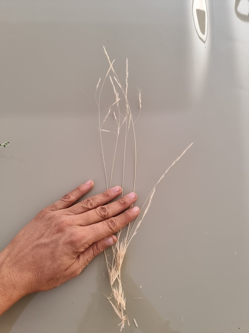 Aristida mutabilis