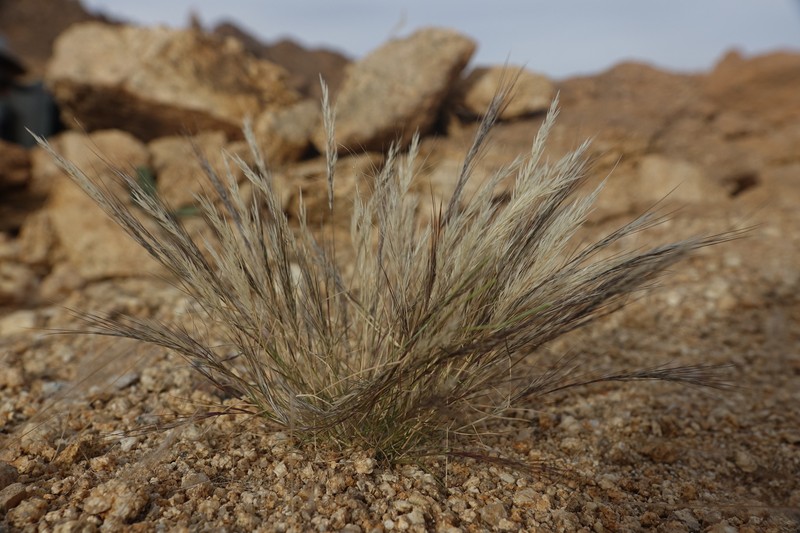 Aristida mutabilis photo 3