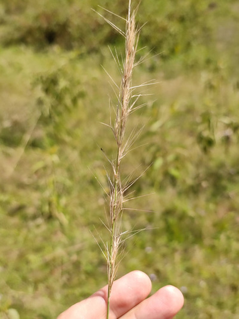 Aristida mutabilis photo 4