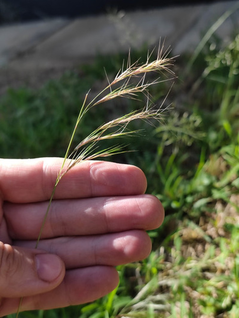 Aristida mutabilis photo 5