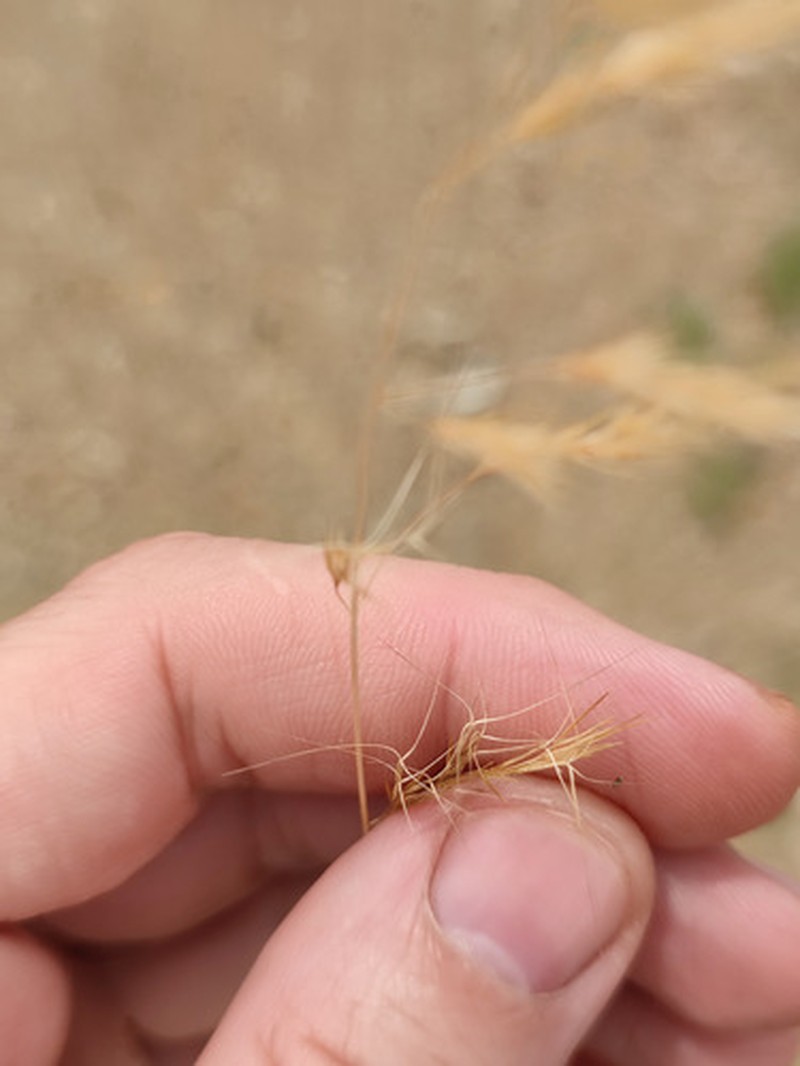 Aristida mutabilis photo 6
