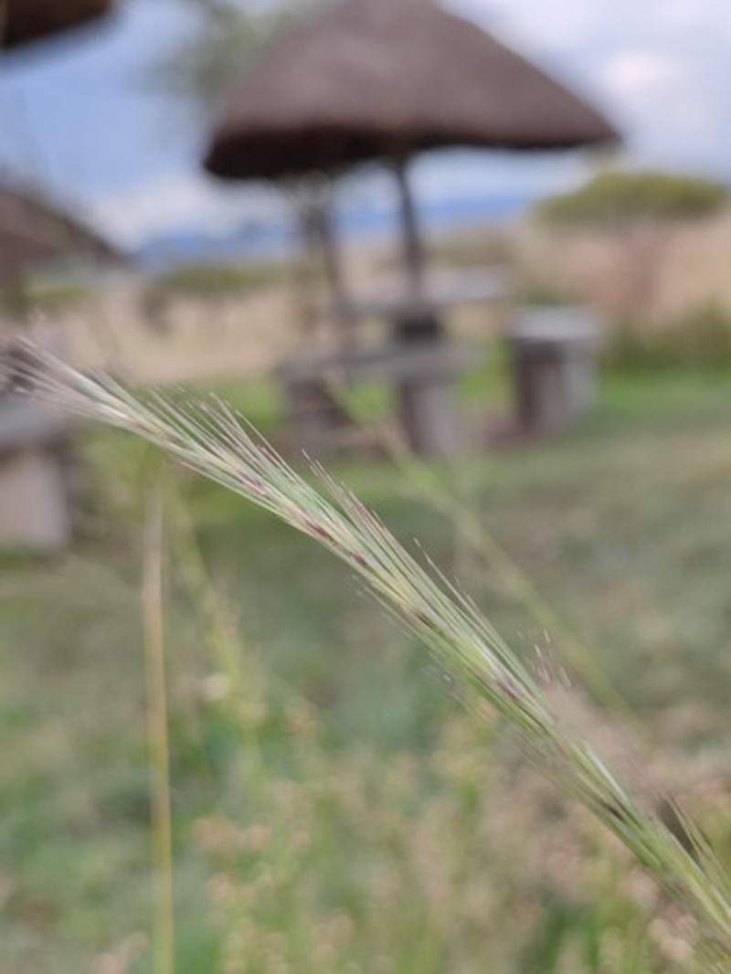 Aristida mutabilis photo 7
