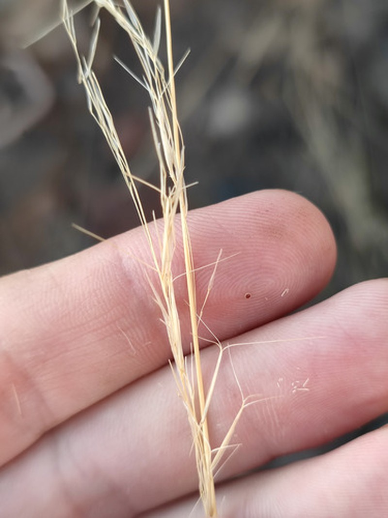 Aristida mutabilis photo 8