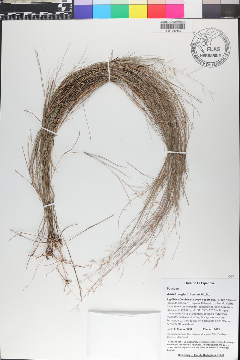 Aristida neglecta