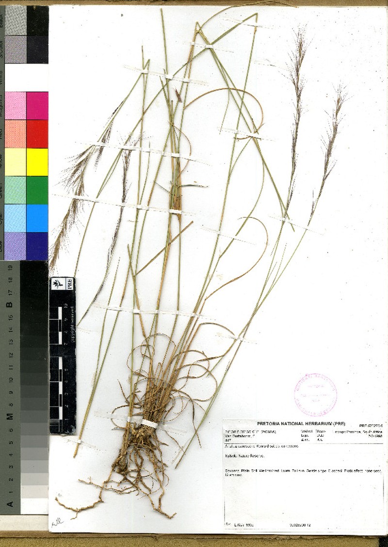 Aristida nemorivaga