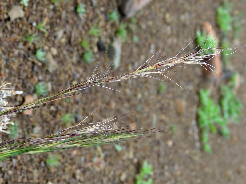 Aristida nemorivaga photo 2