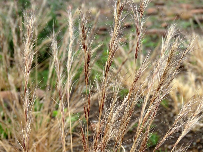 Aristida nemorivaga photo 3