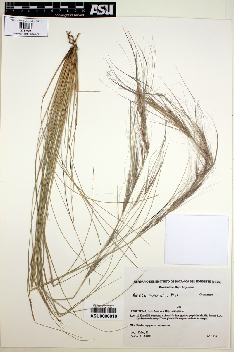 Aristida niederleinii photo 2