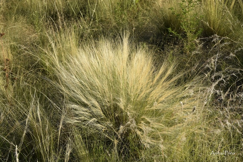 Aristida niederleinii photo 3