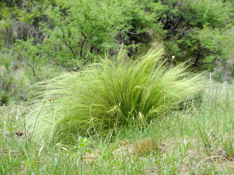 Aristida niederleinii photo 4
