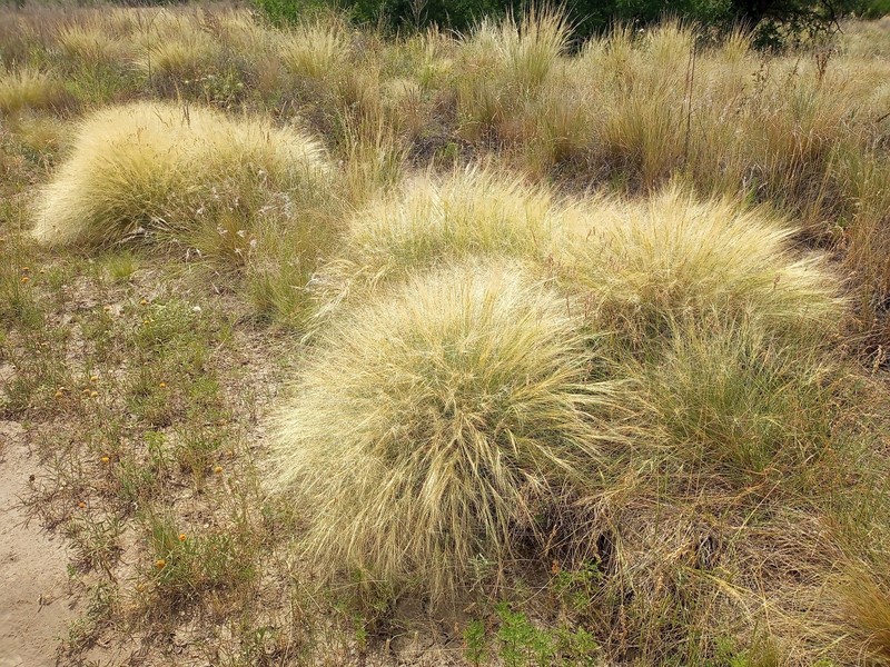 Aristida niederleinii photo 5