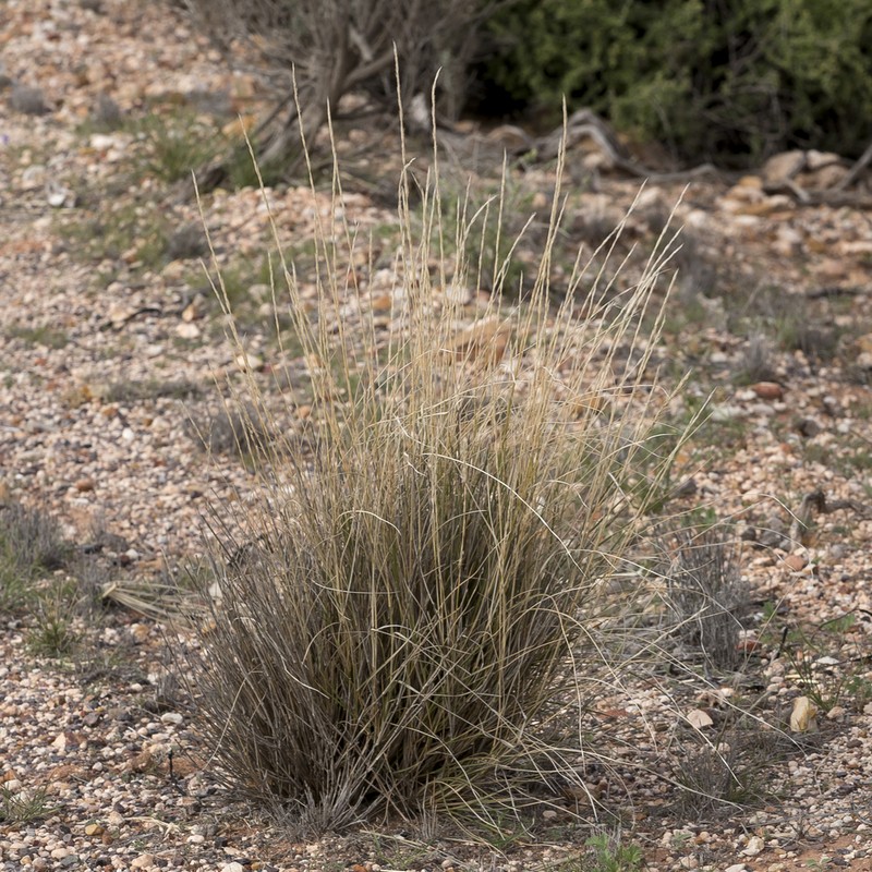 Aristida nitidula