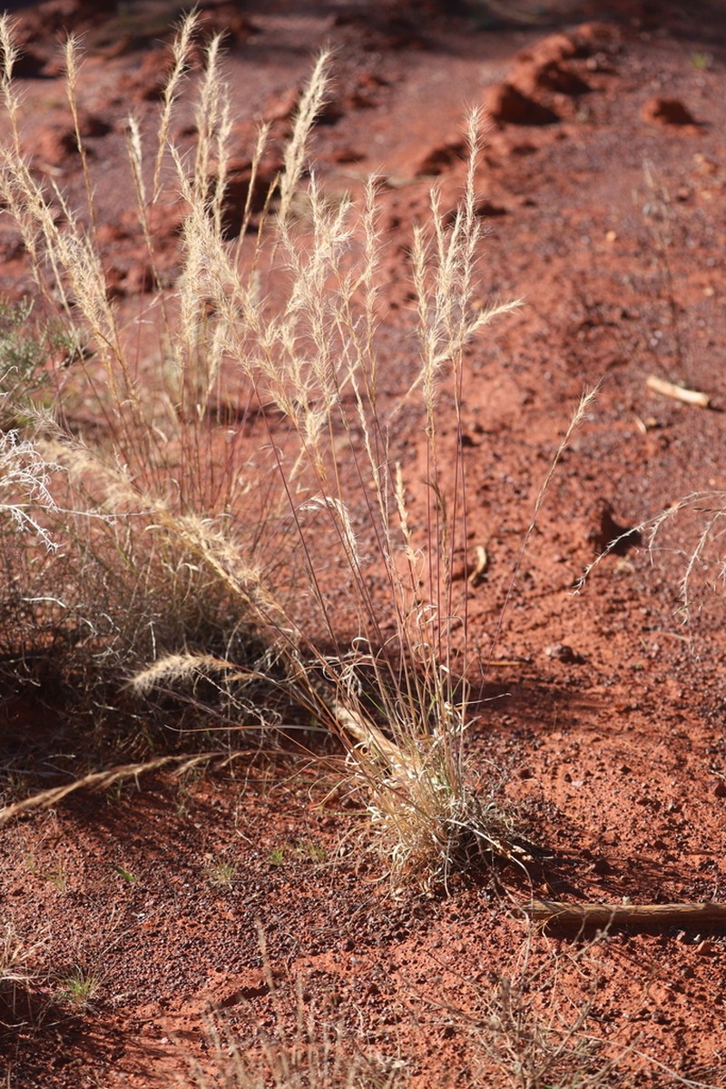 Aristida nitidula photo 2