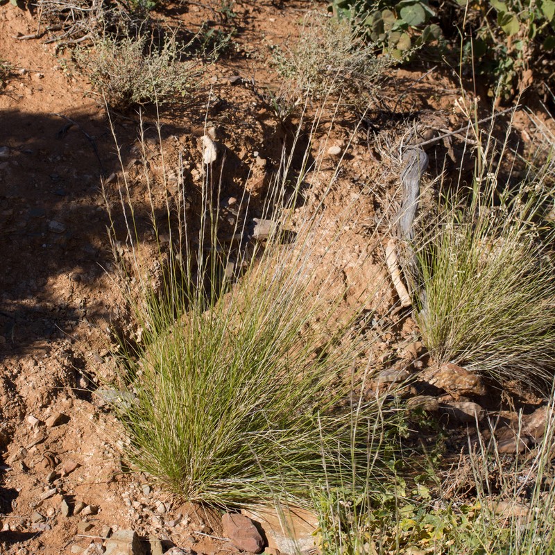 Aristida nitidula photo 4