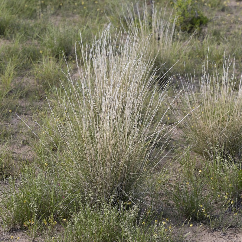 Aristida nitidula photo 5