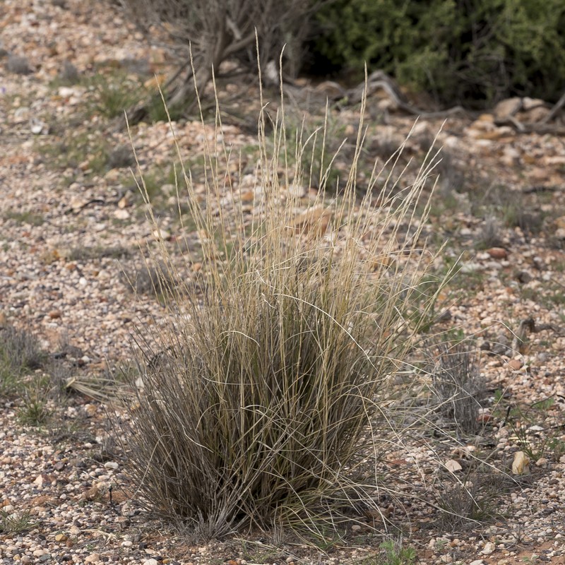 Aristida nitidula photo 6